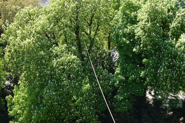 Foto: Elisabeth Hofer - BN