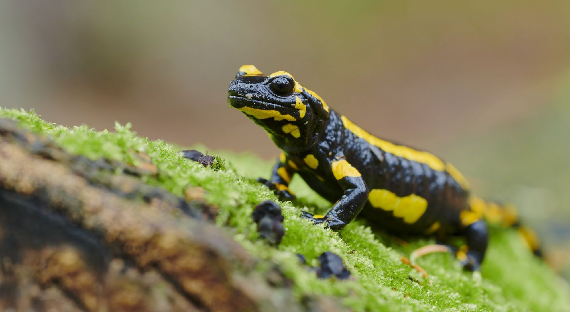 Feuersalamander auf einem bemoosten Baumstamm. Er braucht feuchte Wälder und naturnahe Bäche. (Foto: Christoph Bosch).