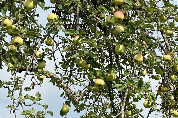 Apfelbaum in Streuobstwiese