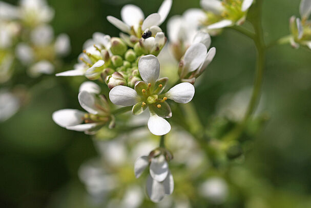 Nahaufnahme einer Pflanze mit vier weißen Blütenblättern. (Foto: German Weber)