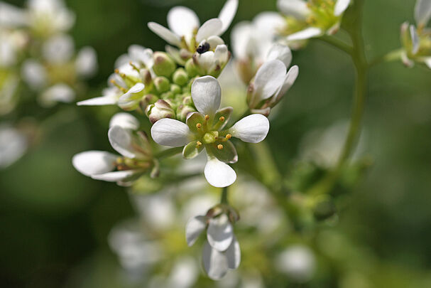 Nahaufnahme einer Pflanze mit vier weißen Blütenblättern. (Foto: German Weber)