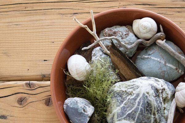 Insektentränke: Wasserschale mit Steinen, Ästen und Moos