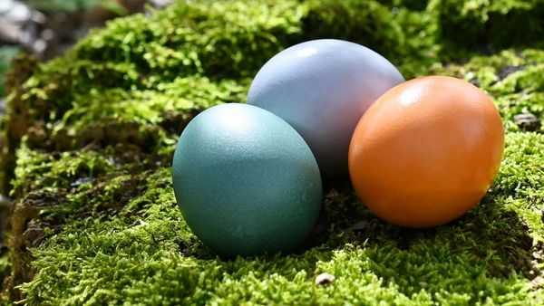 Ostern nachhaltig feiern: Drei natürlich gefärbte Ostereier liegen auf einem vermoosten Baumstamm.
