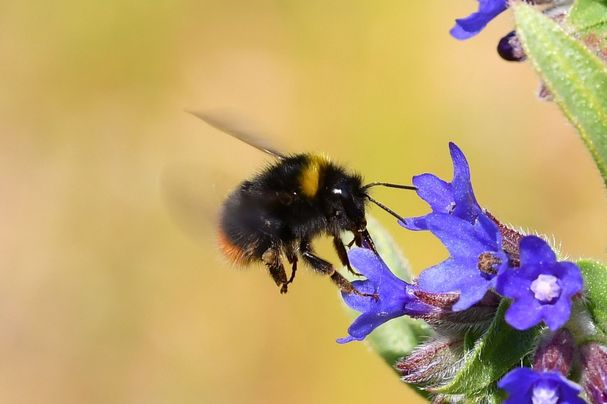 Wiesenhummel, Foto Jann Wübbenhorst Wiesenhummel, Foto Jann Wübbenhorst