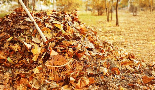 Eine Harke liegt auf einem Haufen Laub.