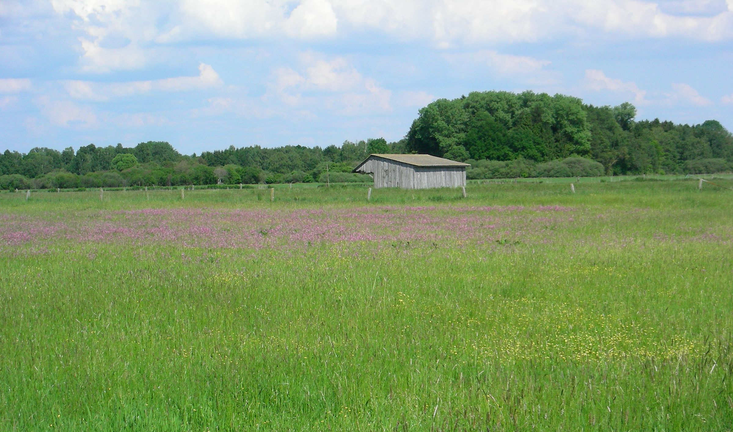 Eine Wiese mit pinkfarbenen Blumen, im Hintergrund ein Zaun und ein Holzschuppen (Foto: Inge Steidl)