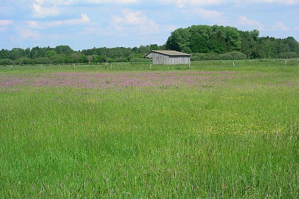 Eine Wiese mit pinkfarbenen Blumen, im Hintergrund ein Zaun und ein Holzschuppen (Foto: Inge Steidl