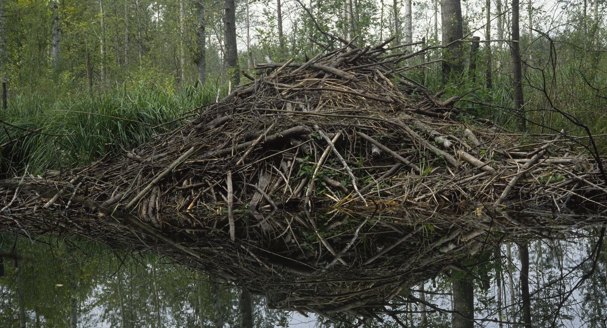 Ein großer Haufen aus dünen und dickeren Ästen. Eine Biberburg kann mehrer Meter hoch sein. (Foto: Wolfgang Willner)