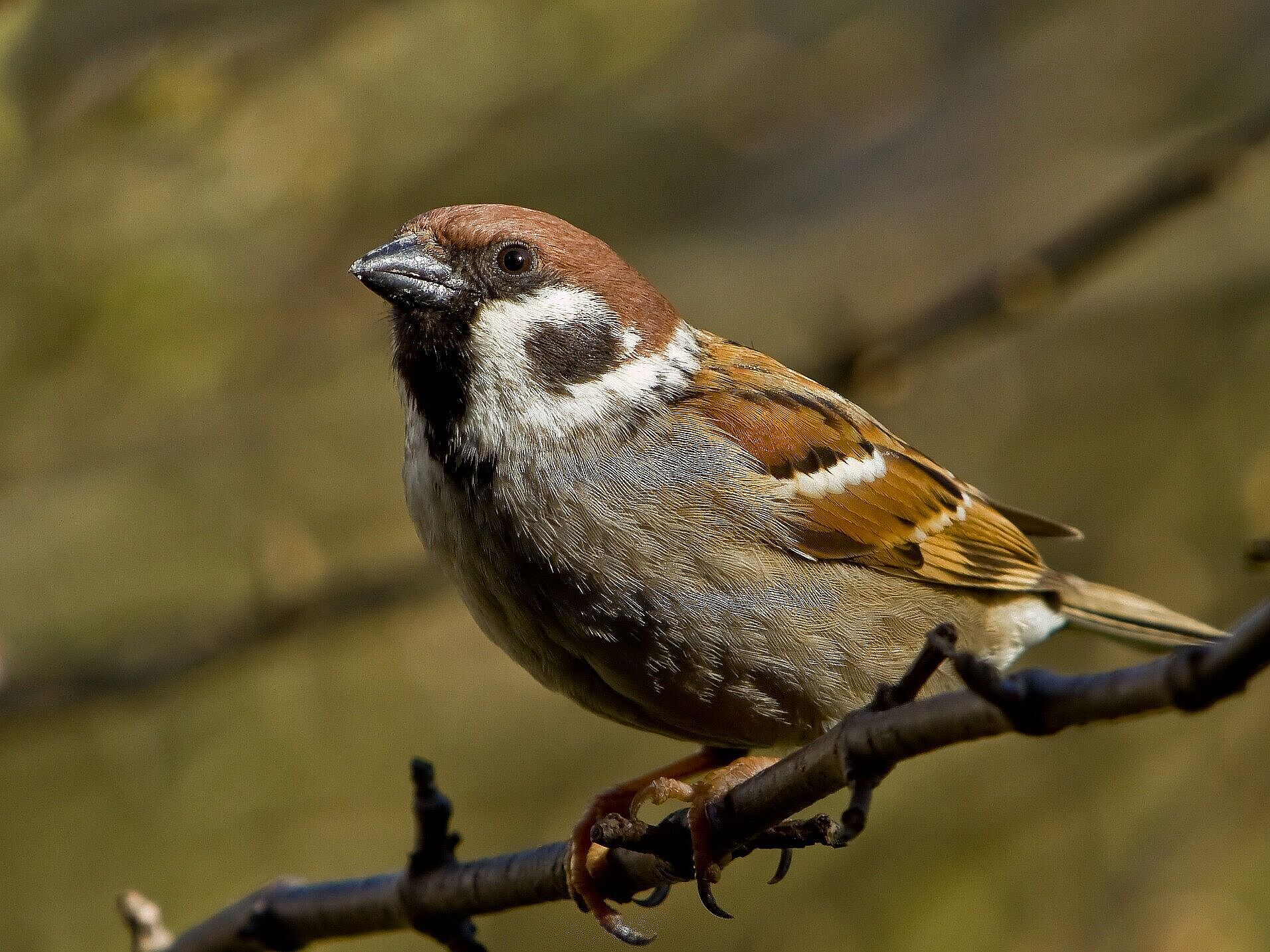 Feldsperling (Pixabay)