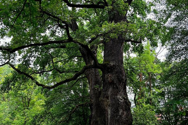 Bäreneichen im Platnersbergpark