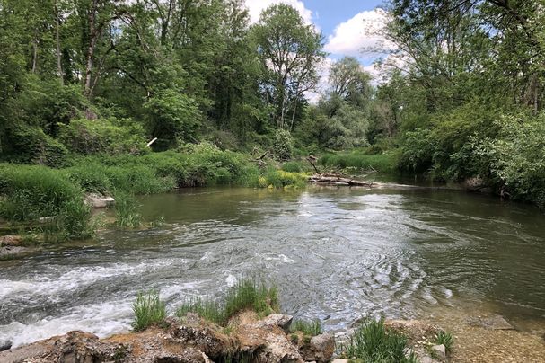 Amper, Isar, Auwald, bei Wang