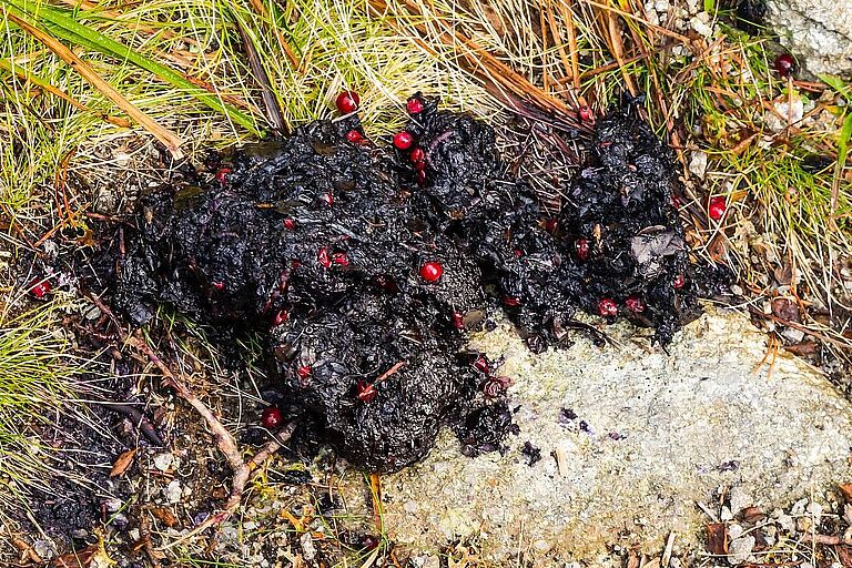 Überreste von Beeren in Braunbärenexkrement. Auf ihren weiten Wanderungen transportieren Bären Samen und Kerne über weite Distanzen. (Foto: gubernat/stock.adobe.com) 