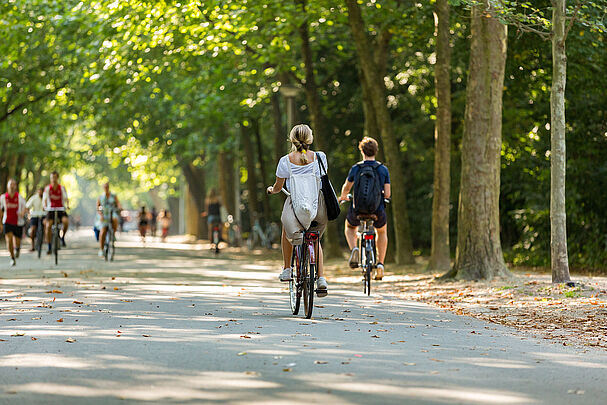 Radfahrer in einem Park mit großen Alleebäumen. (misign/stock.adobe.com)