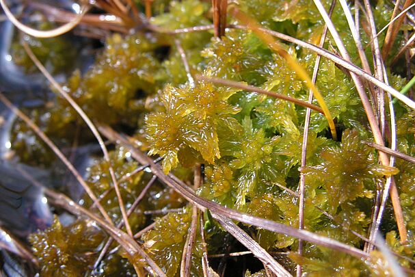 Ein mit Wasser vollgesogenes grünes Moospolster – Torfmoose wirken als natürlicher Hochwasserschutz (Foto: Simon Hirscher)