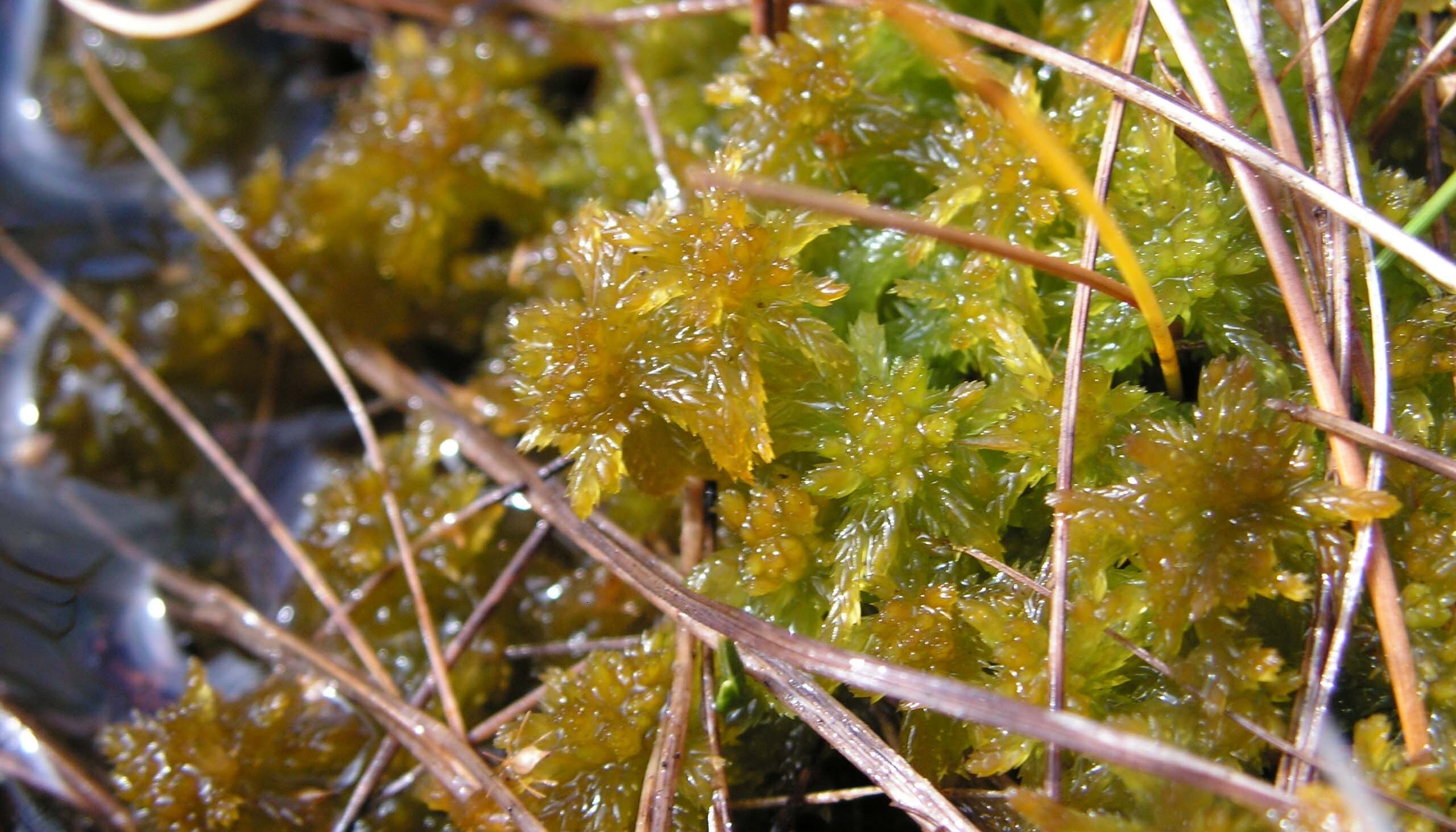 Ein mit Wasser vollgesogenes grünes Moospolster – Torfmoose wirken als natürlicher Hochwasserschutz (Foto: Simon Hirscher)