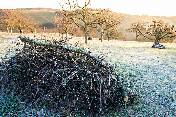 Verstecke wie Reisighaufen schützen Igel am Tag (Foto: Bernd-Schmidt / stock.adobe.com)