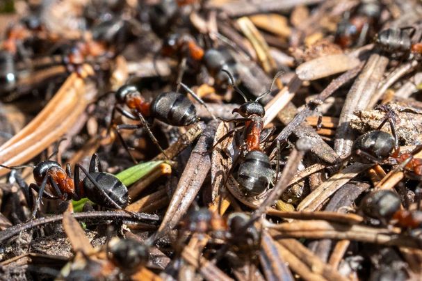 Bild: Heinrich Inkoferer