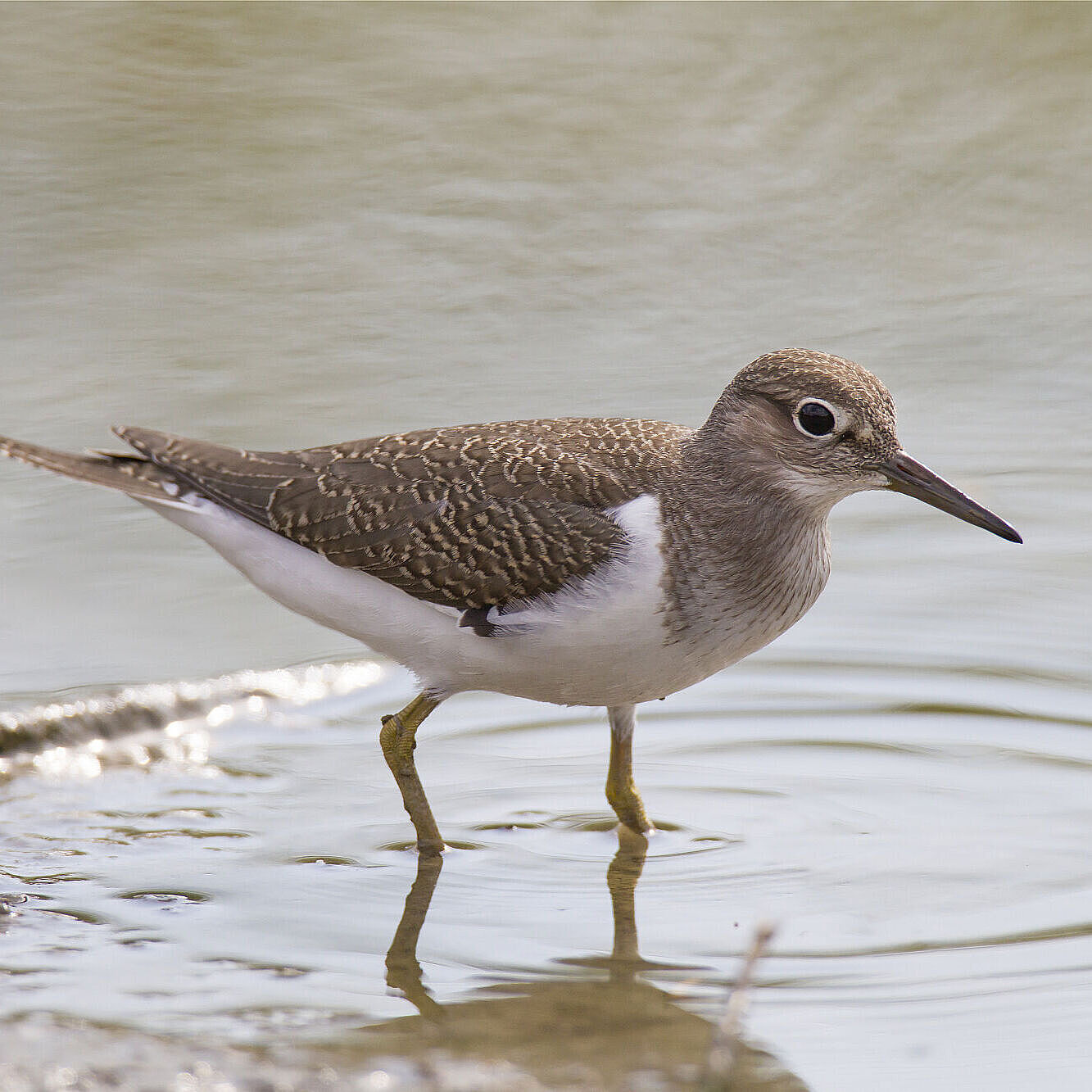 Ein Flussuferläufer steht im seichten Wasser