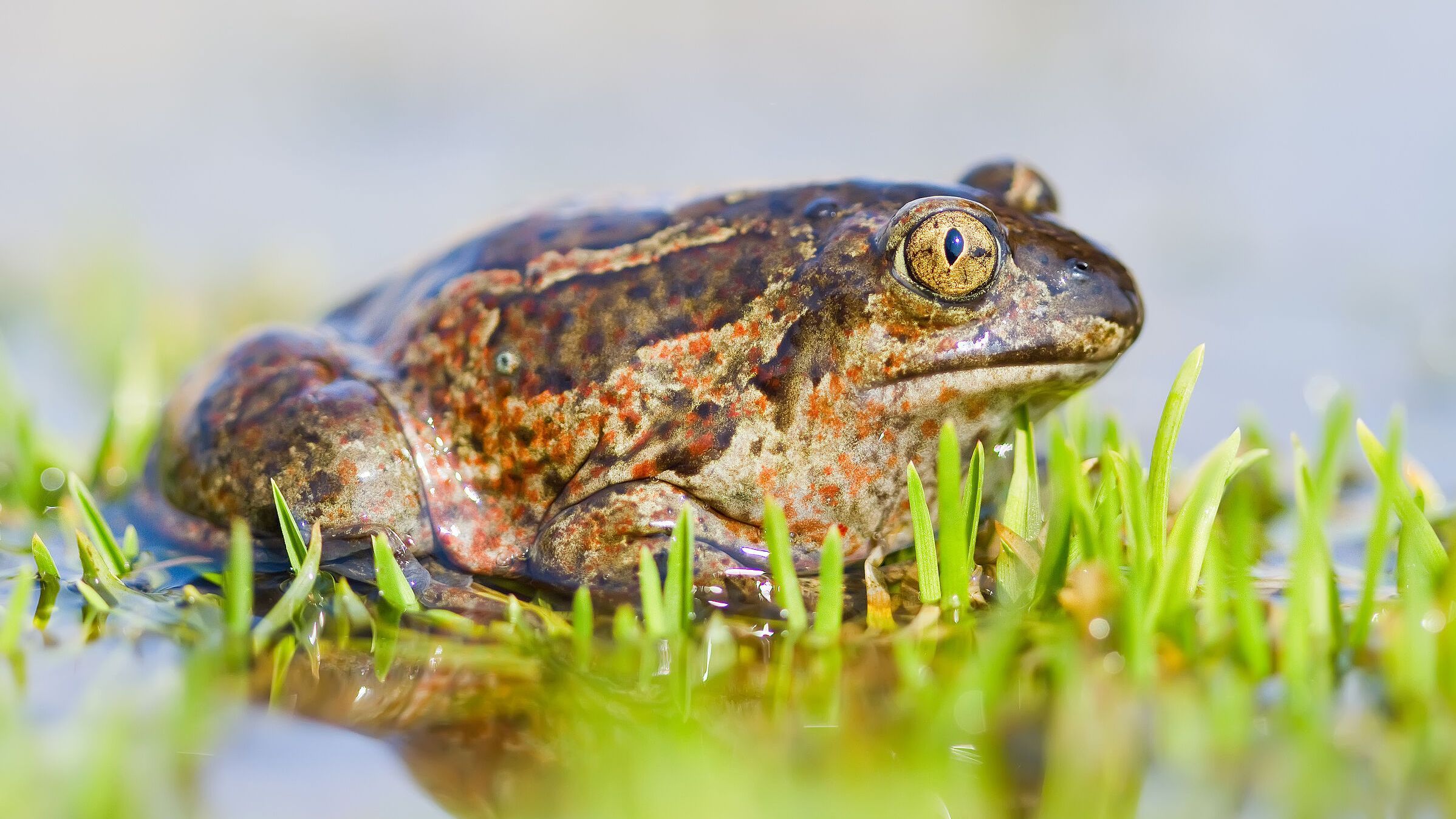 Knoblauchkröte (Foto: Golubev Dimitrii - stock.adobe.com)