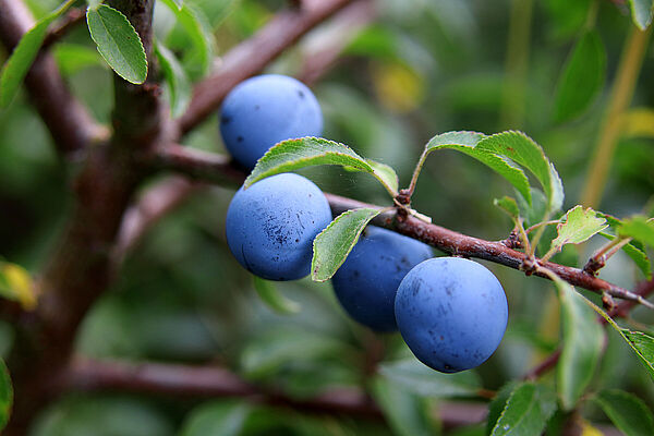 Wildsträucherhecke: Eine Schlehenhecke mit reifen, blauen Früchten.
