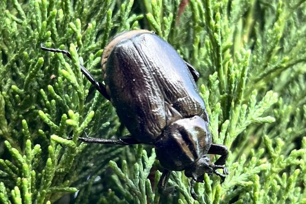 Juchtenkäfer, Foto Sebastian Seibl