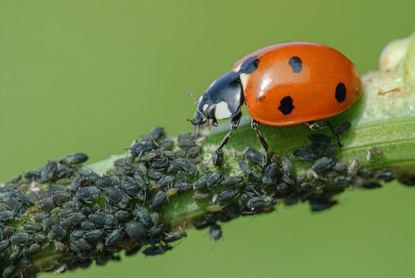Nützlinge in den Garten locken: Ein MArienkäfer frisst Blattläuse auf einem Zweig (Foto: Jürgen Kottmann/stock.adobe.com)