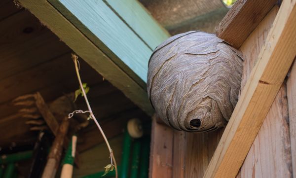 Ein Wespennest hängt an der Innenseite der Tür eines Gartenhäuschens.