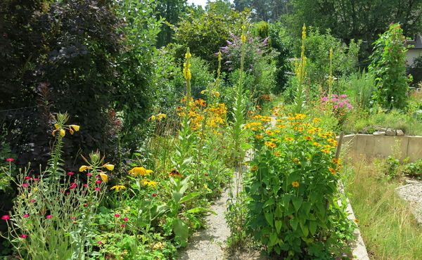 Igelfreundlicher Garten mit vielen Wildkräutern, Verstecken und insektenfreundlichen Pflanzen.