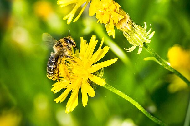 Eine Wildbiene sitzt über und über mit Blütenstaub bedeckt auf einer gelben Blume. Das Bienensterben ist Realität: So sind 40 der bayerischen Wildbienenarten heute bereits ausgestorben und über die Hälfte gilt als bedroht. (Foto: Johannes Selmannsberger) 