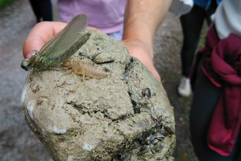 Libelle mit Libellenlarve auf einem Stein (Bild: Stephanie Söchtig)
