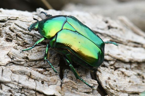 Großer Goldkäfer, Foto Torsten Ruf Großer Goldkäfer, Foto Torsten Ruf