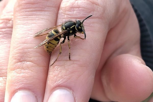 Eine Wespe sitzt auf einer Hand.