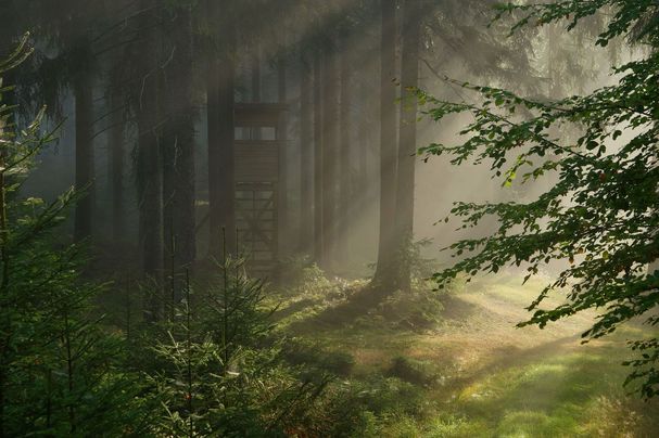 Hochsitz im Wald (Fotograf: Wolfgang Schödel) 