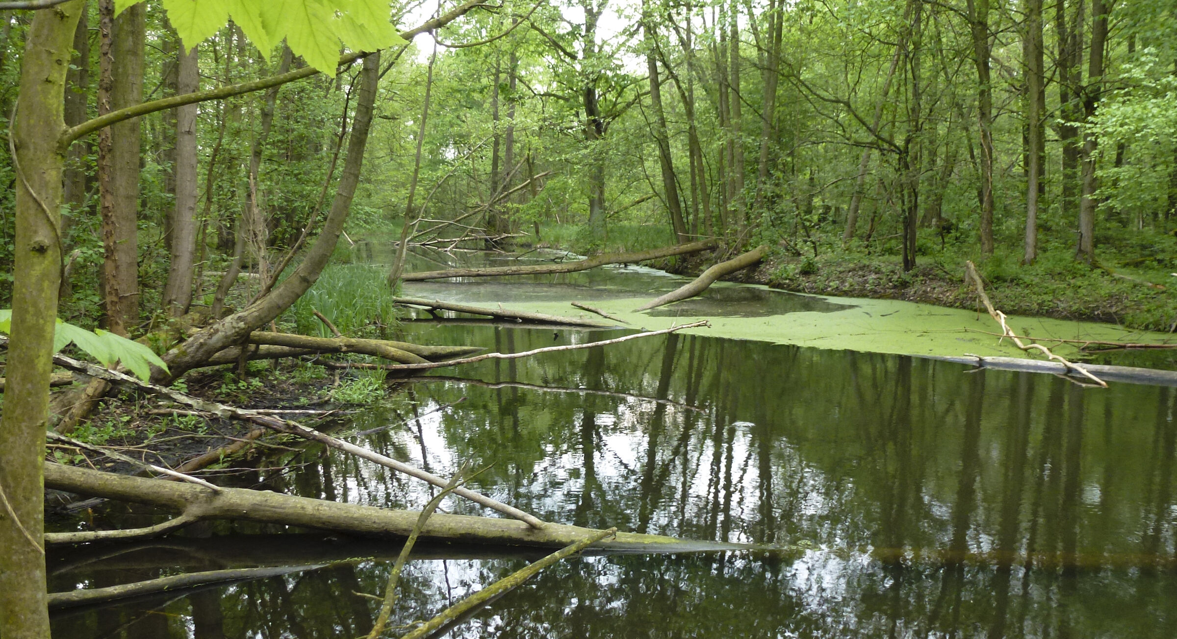 Naturbelassenes Gewässer im Auwald. Der Biber gestaltet seinen Lebensraum. (Foto: Ralph Frank)