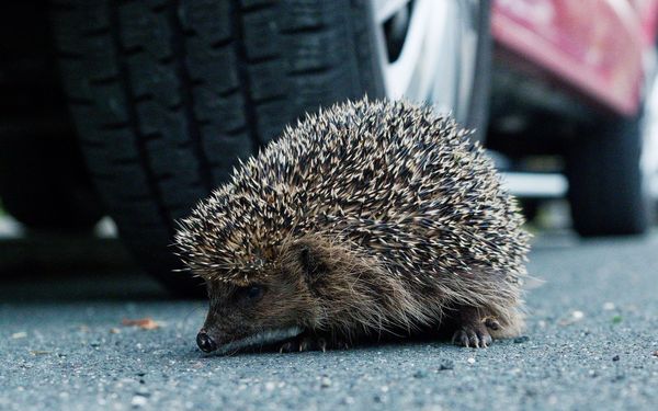 EIn Igel sitzt auf der Straße direkt vor den Reifen eines herannahenden Autos.