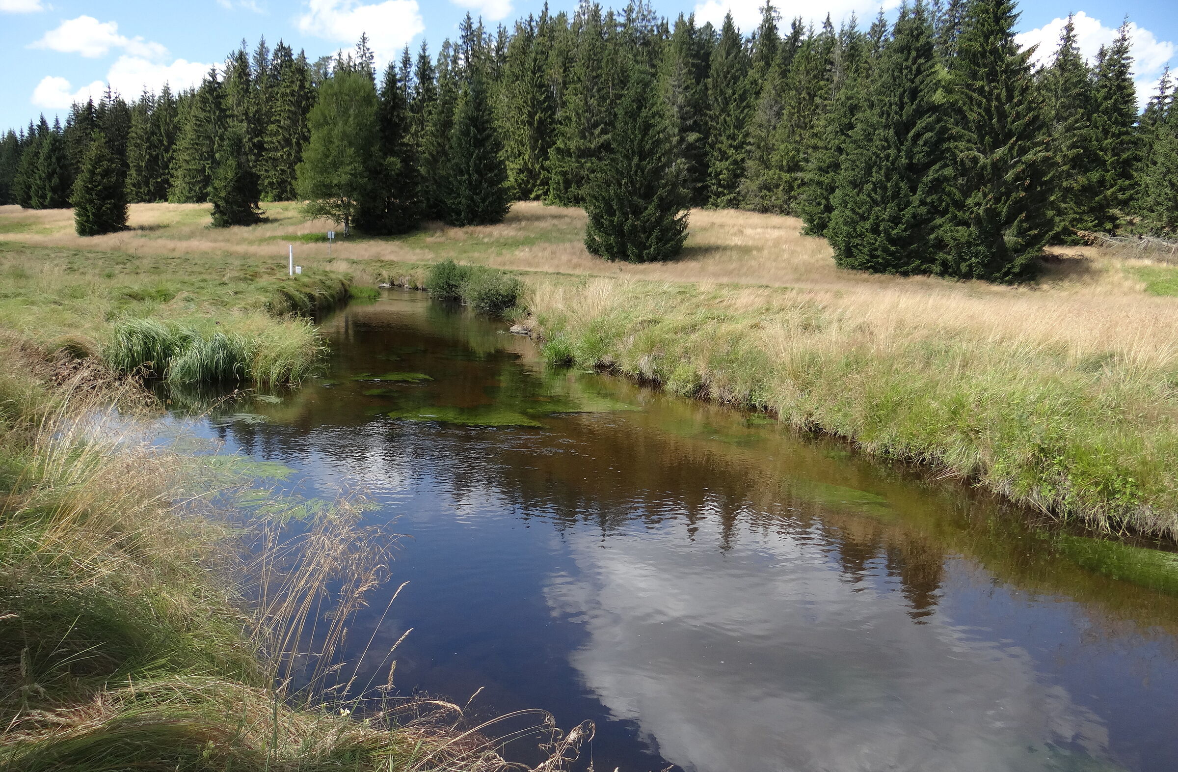 Die Kalte Moldau schlängelt sich als dunkler Bach durch eine Wiese, im Hintergrund ein Nadelwald. Der Erhalt solcher Moorlandschaften ist Teil des Projekts "Life for Mires" (Foto: BUND Fachbereich Grünes Band) 
