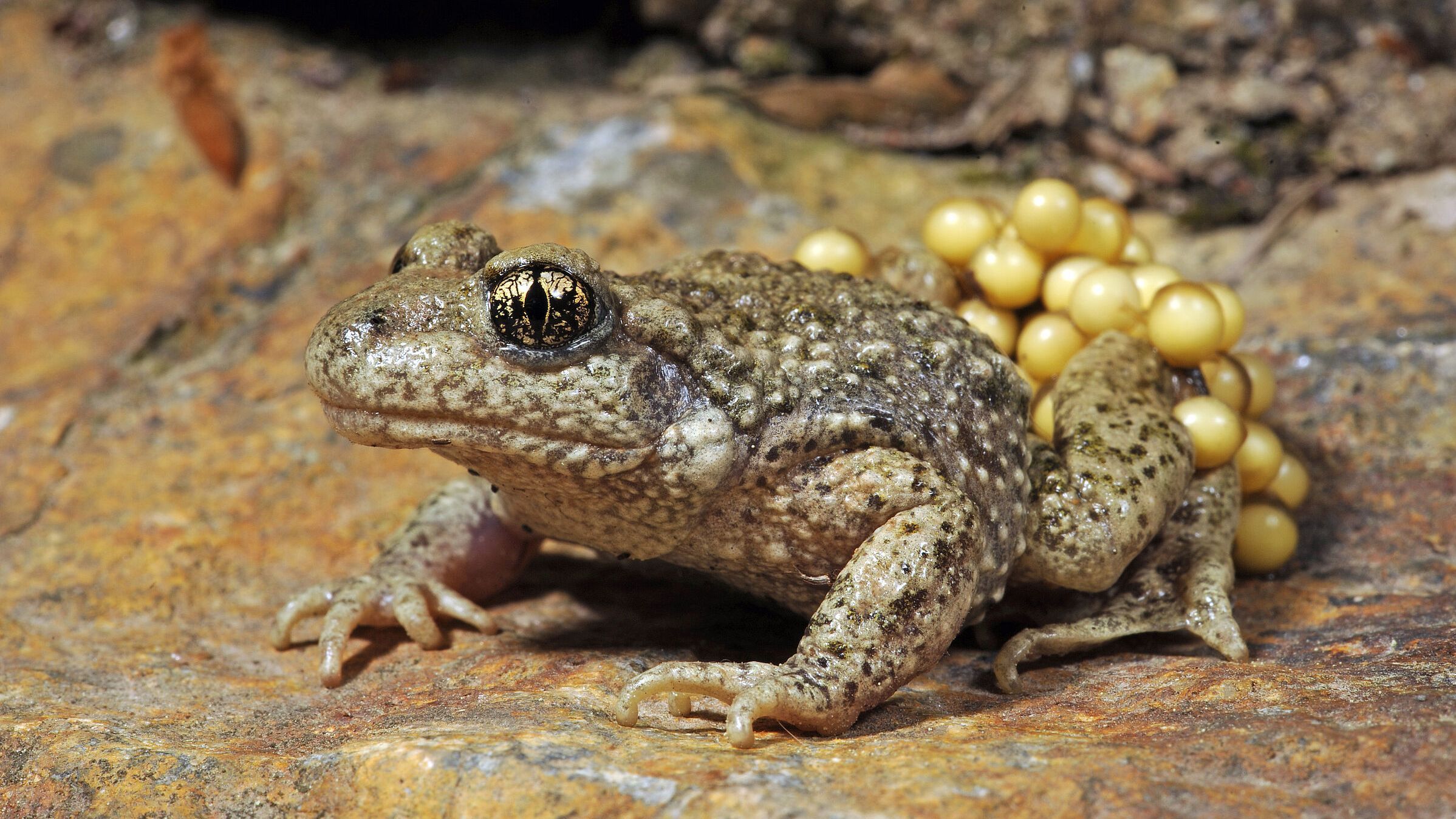 Geburtshelferkröte mit Eischnüren an den Hinterbeinen (Foto: bennytrapp - stock.adobe.com)