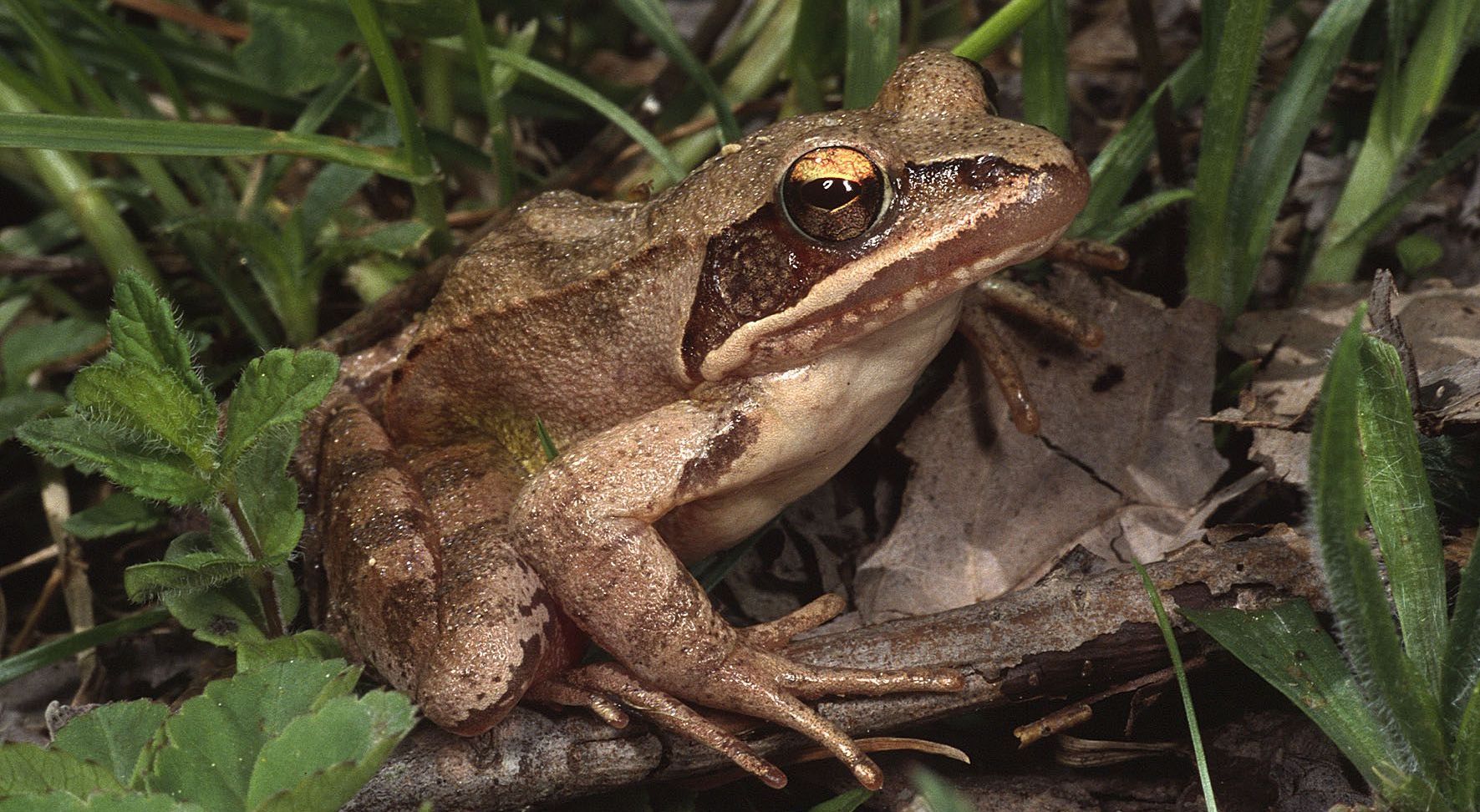Ein Springfrosch im Gras. Der Springfrosch ist europaweit geschützt. (Foto: Christoph Bosch)