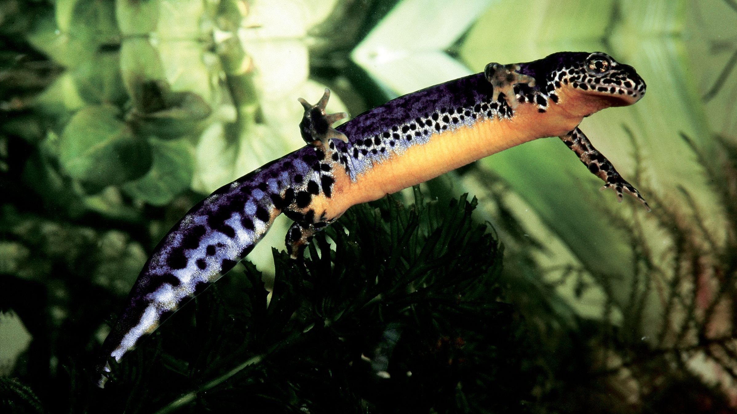 Schwimmender Bergmolch (Foto: Wolfgang Willner)